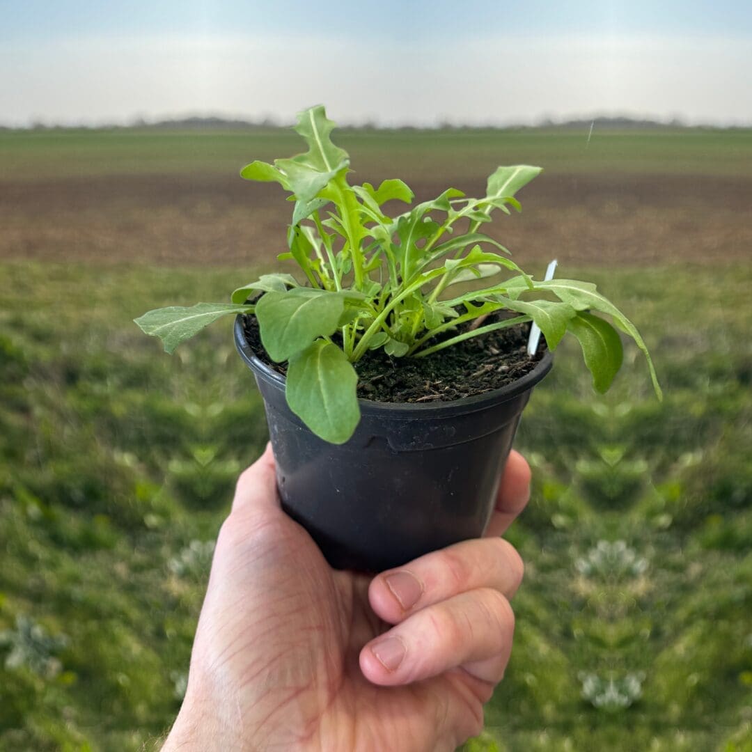 Live Food Plant - Wild Rocket