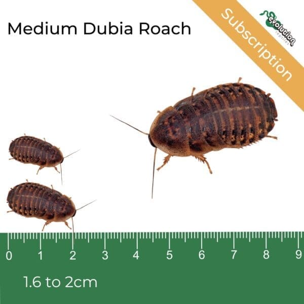 Picture of dubia roaches against a ruler to measure