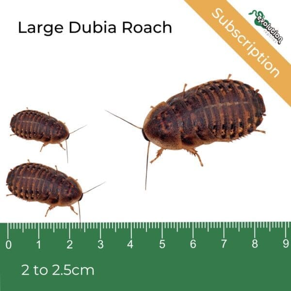 Picture of dubia roaches against a ruler to measure