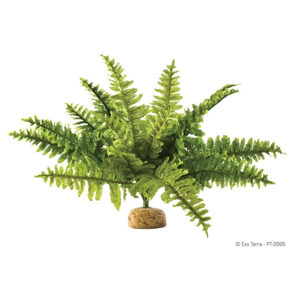 Exo Terra Boston Fern Medium
