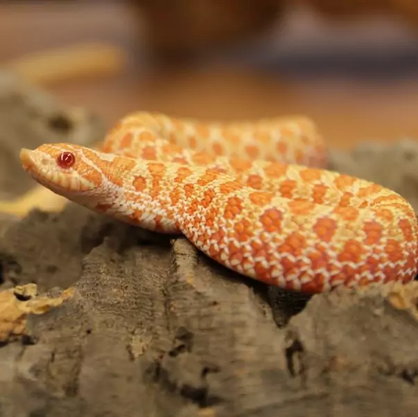 Albino Western Hognose Snake
