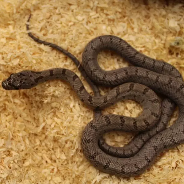 Bairds Rat Snake