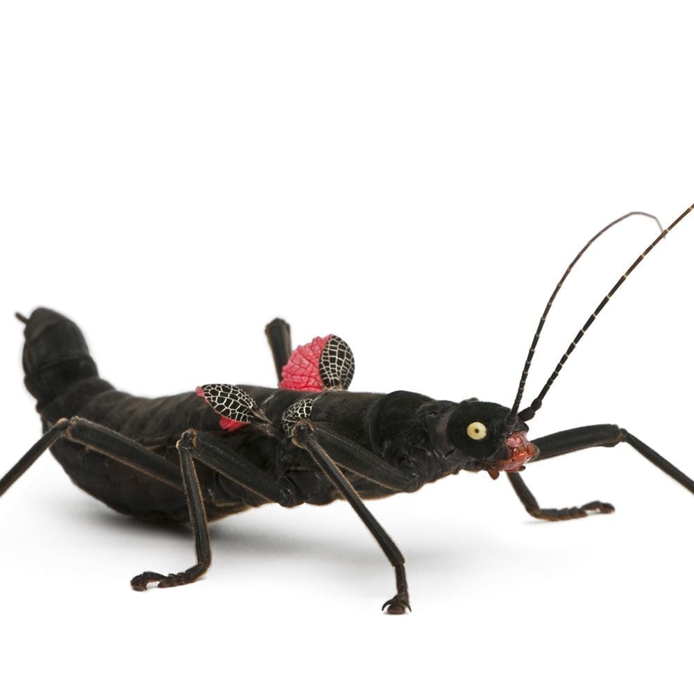 Black Beauty Stick Insects (Peruphasma schultei)