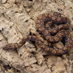 Brazilian Rainbow boa