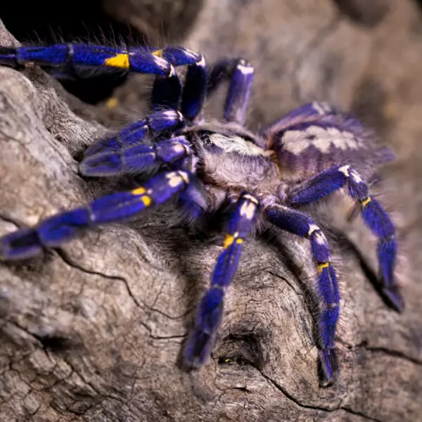 The Gooty Sapphire Tarantula, or P.metallica, is one of the most vibrant species in the hobby