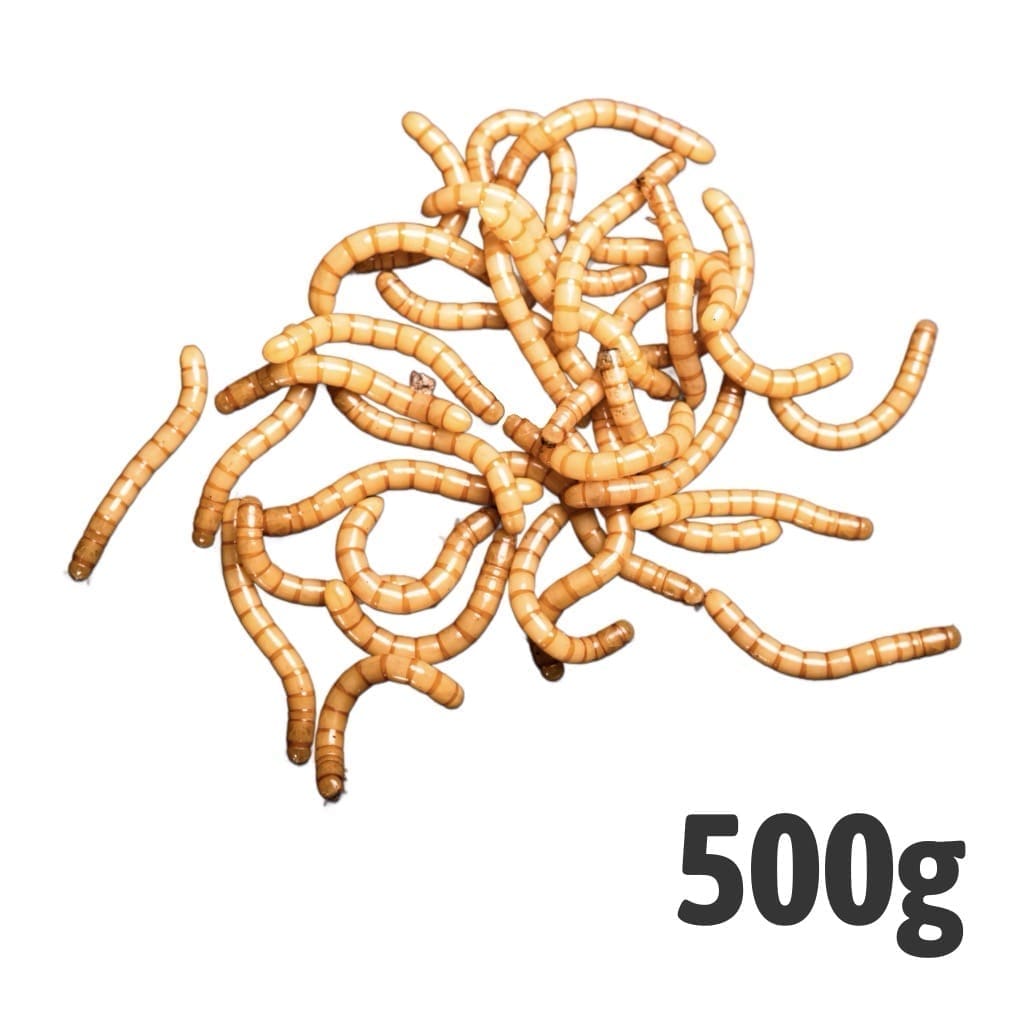 Giant mealworms are a premium, high‑protein live food ideal for reptiles, amphibians, invertebrates, and birds that need a more substantial feeder insect.