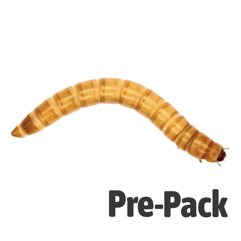 Giant Mealworm Pre-pack
