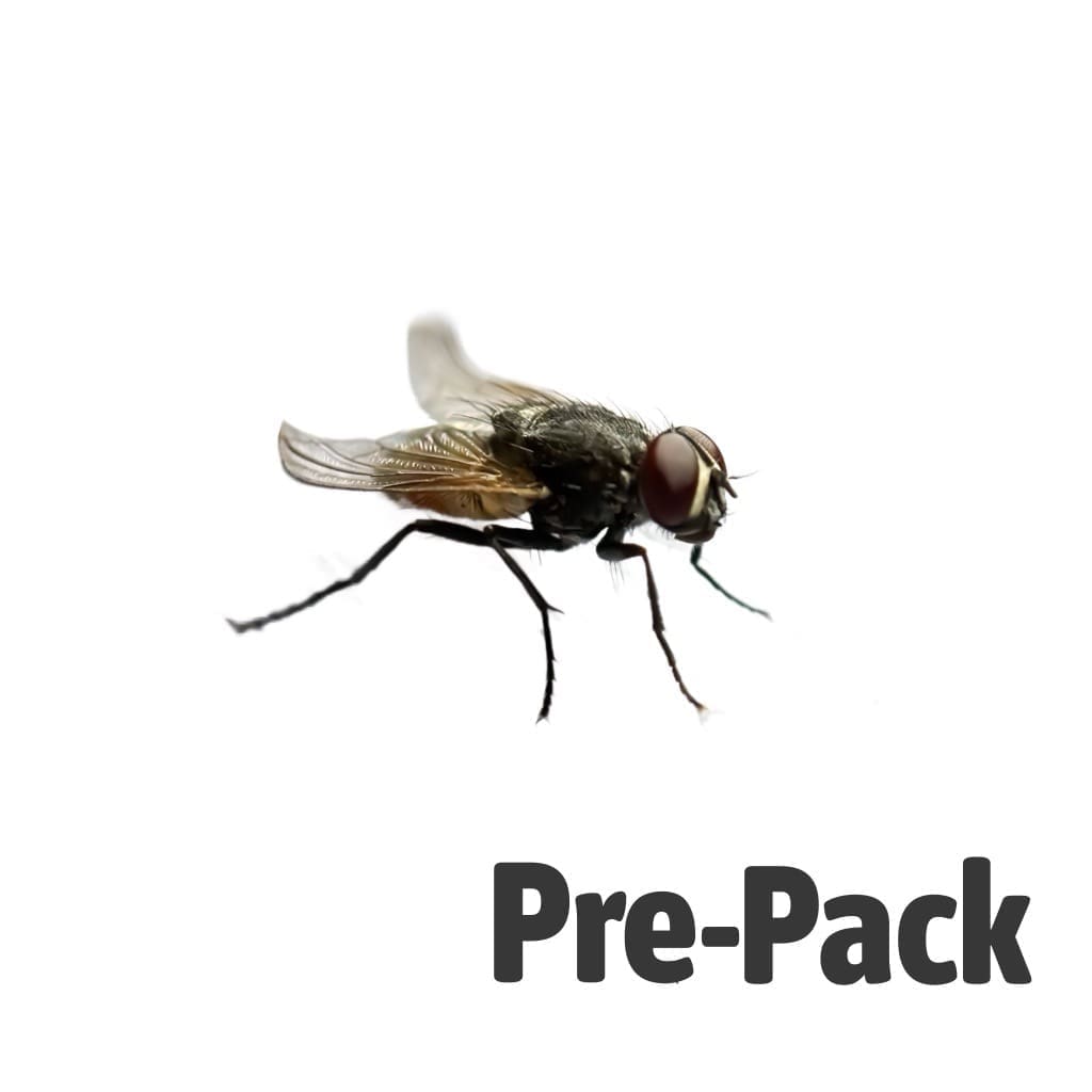 Curly Winged Flies are a fantastic live food option for smaller reptiles, amphibians, and invertebrates that thrive on fast‑moving prey. Specially bred with reduced flight ability, these flies buzz and hop rather than fly away, making them easy for your animals to catch while still providing plenty of natural enrichment.