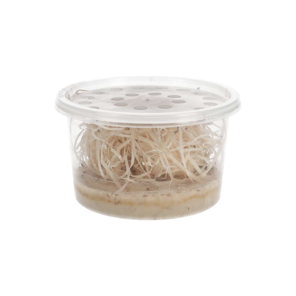 Golden Fruit Fly Culture (D.melanogaster) - Image 2