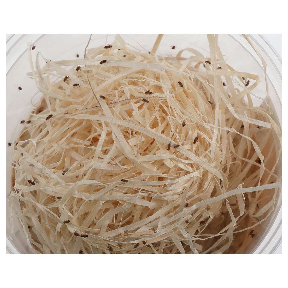 Golden Fruit Fly Culture (D.melanogaster) - Image 3