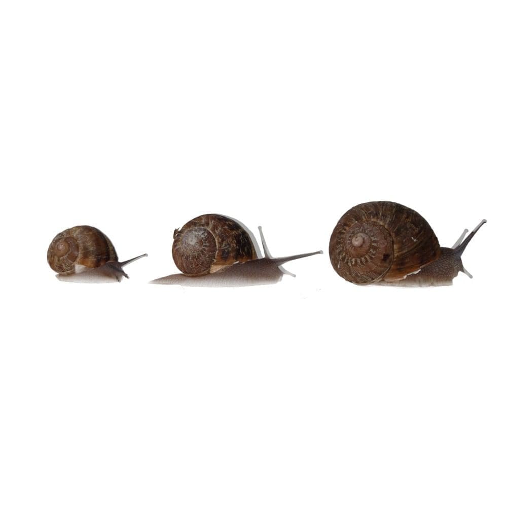 Snails Pre-Pack, 8 x Medium - Image 2