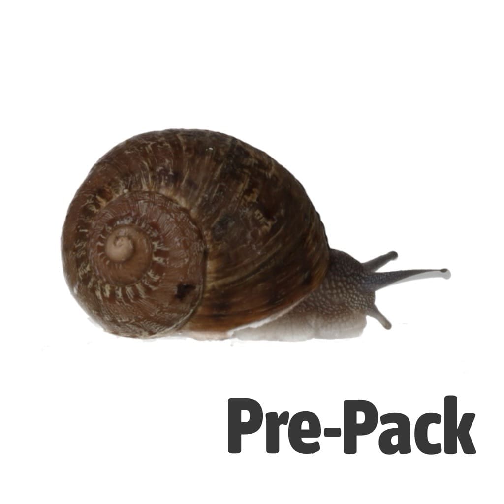Large Snails (Helix aspersa aspersa / Helix aspersa maxima) are a highly nutritious feeder option ideal for medium to large reptiles and amphibians that naturally consume molluscs in the wild.