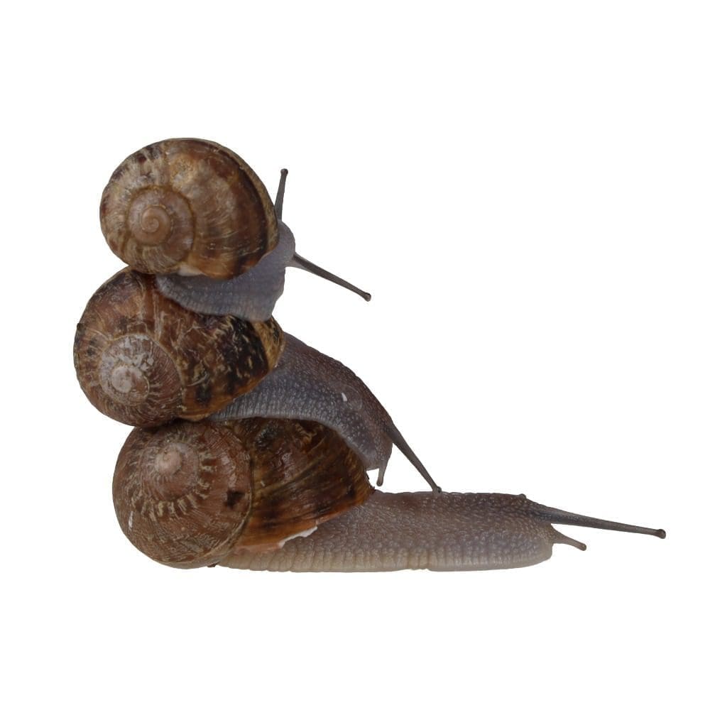 Snails Pre-Pack, 6 x Large - Image 3