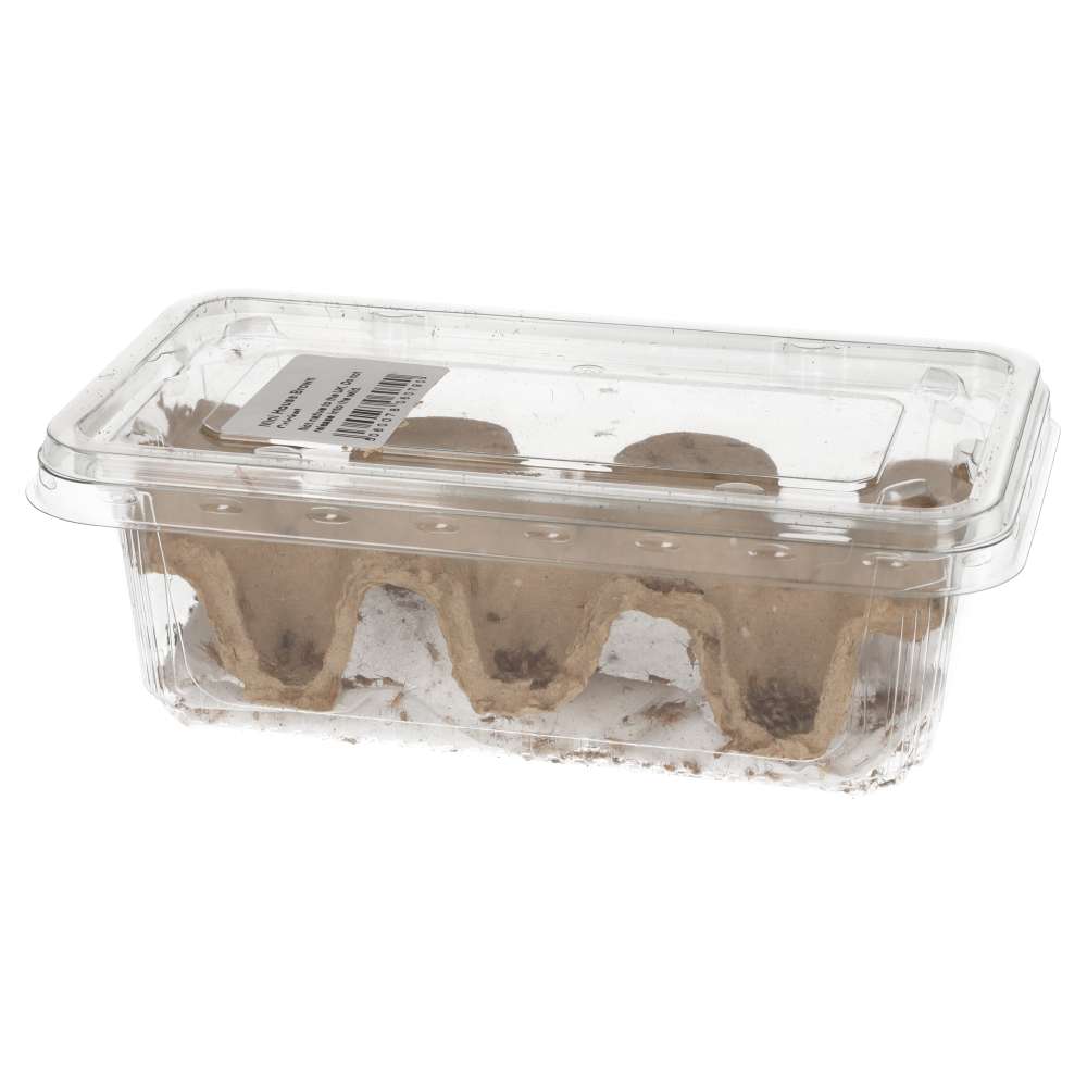 Brown House Cricket Pre-pack. Mini - Image 4