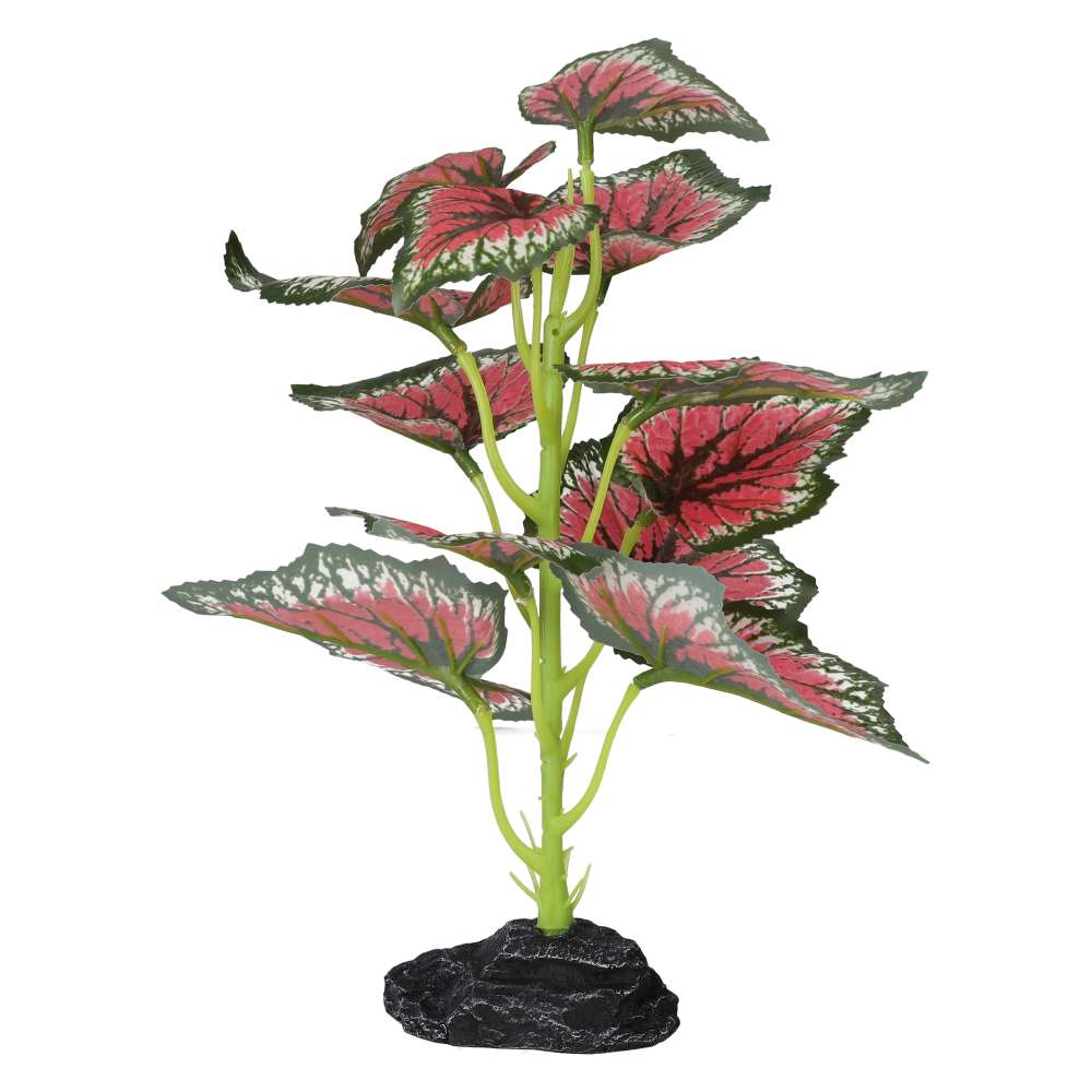 Begonia plant