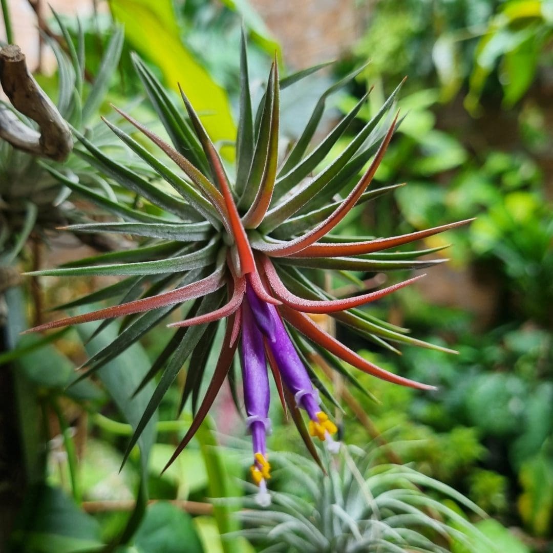 Airplant Medium Ionantha ionantha - Image 2
