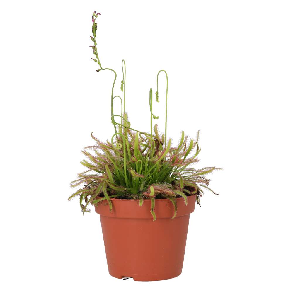 ProRep Live plant. Cape Sundew (Medium)
