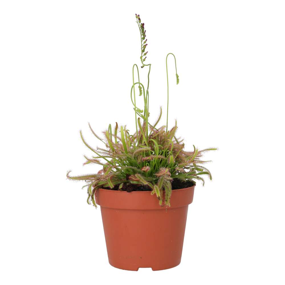ProRep Live plant. Cape Sundew (Medium) - Image 2
