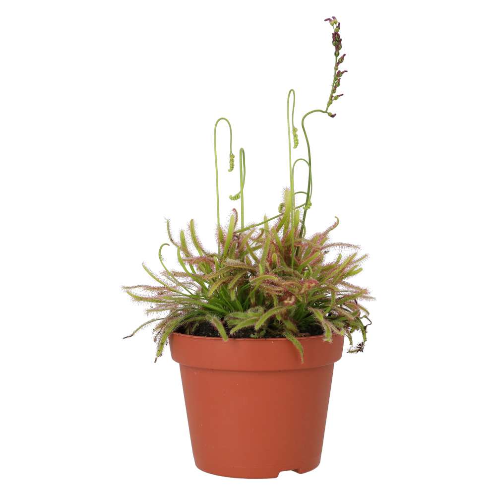 ProRep Live plant. Cape Sundew (Medium) - Image 3
