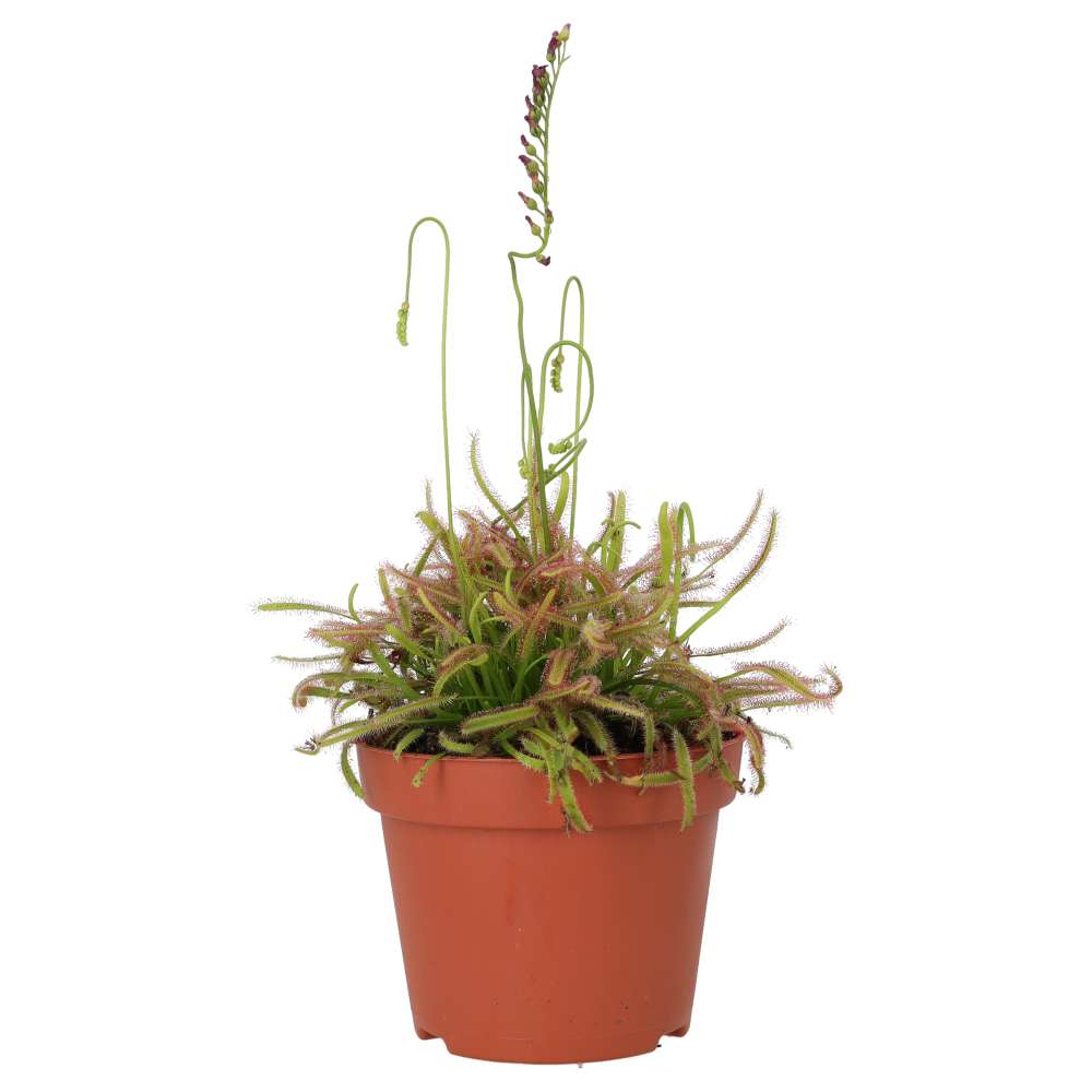 ProRep Live plant. Cape Sundew (Medium) - Image 4