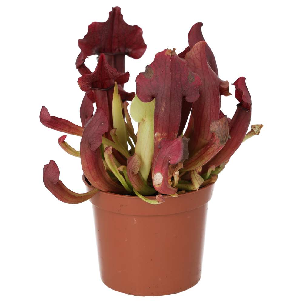 ProRep Live plant. Trumpet Pitcher 'Maroon' (Medium) - Image 2