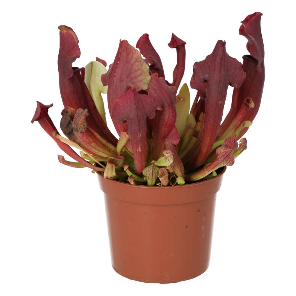 ProRep Live plant. Trumpet Pitcher 'Maroon' (Medium) - Image 3