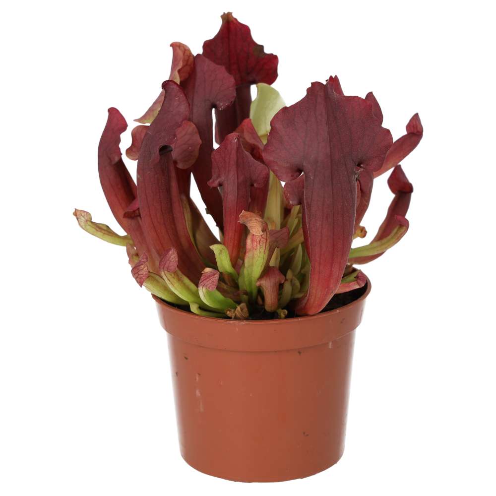 ProRep Live plant. Trumpet Pitcher 'Maroon' (Medium) - Image 4