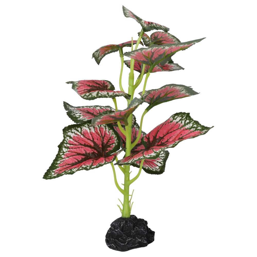 ProRep Terrestrial Begonia Salsa 27cm - Image 3