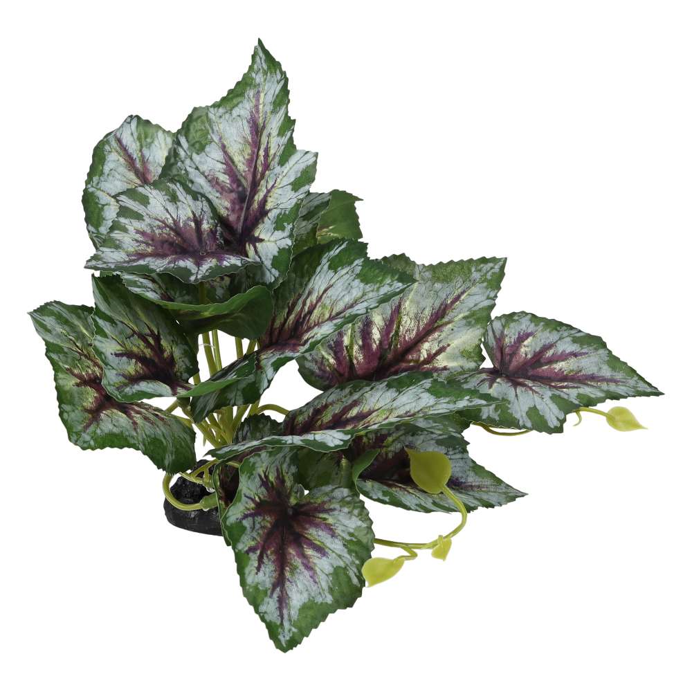 ProRep Terrestrial Begonia Silver Spirit 14cm - Image 2