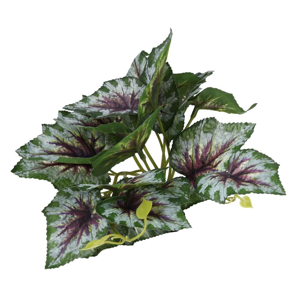 ProRep Terrestrial Begonia Silver Spirit 14cm - Image 3