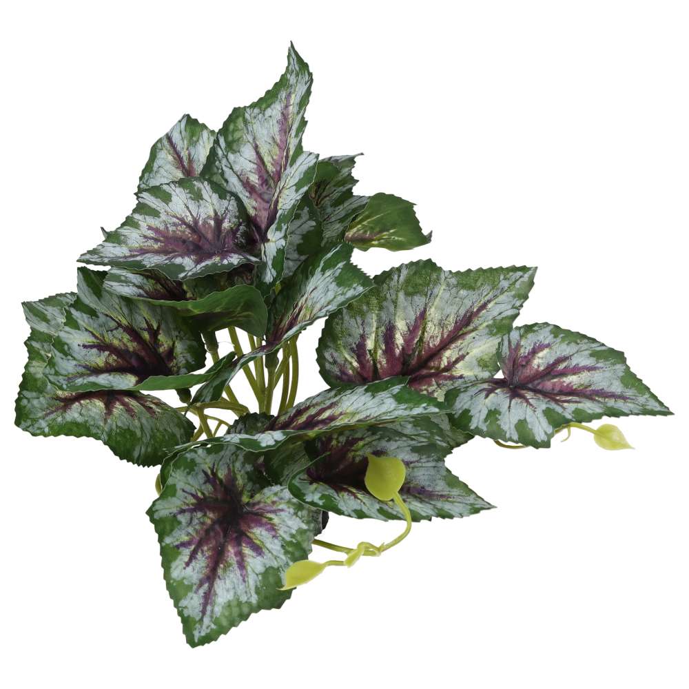 Begonia silver 14cm