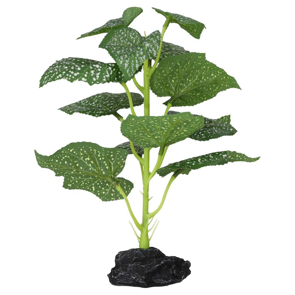 ProRep Terrestrial Begonia Polka Dot 27cm - Image 2