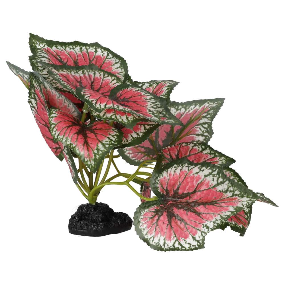 Begonia