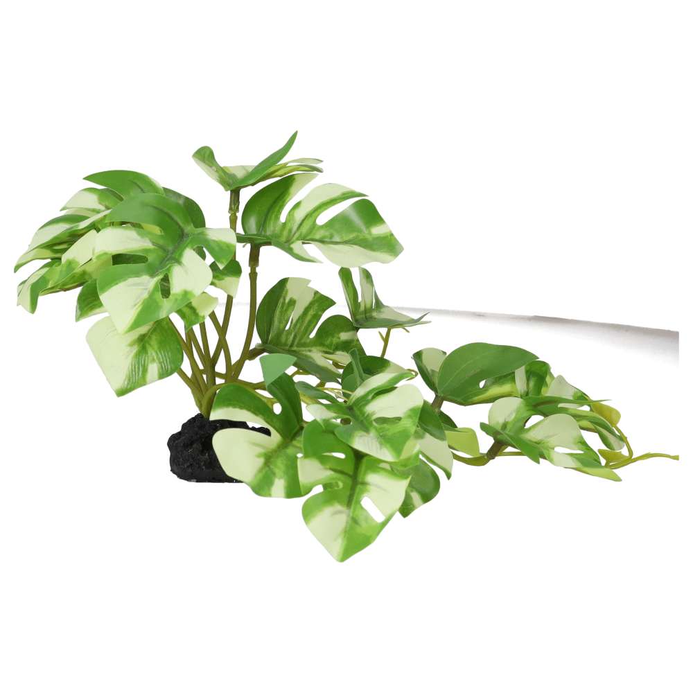 ProRep Terrestrial Gardenia Variegated 14cm - Image 2