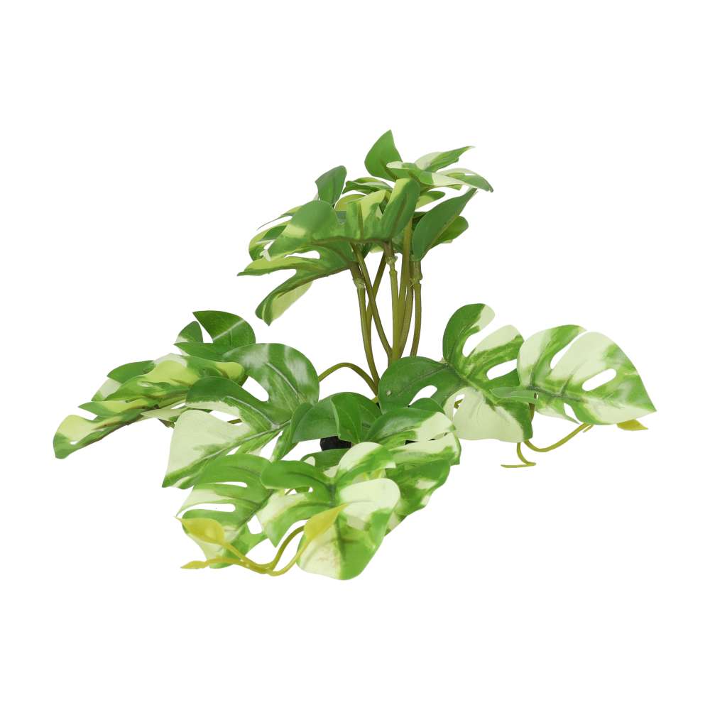 ProRep Terrestrial Gardenia Variegated 14cm - Image 3
