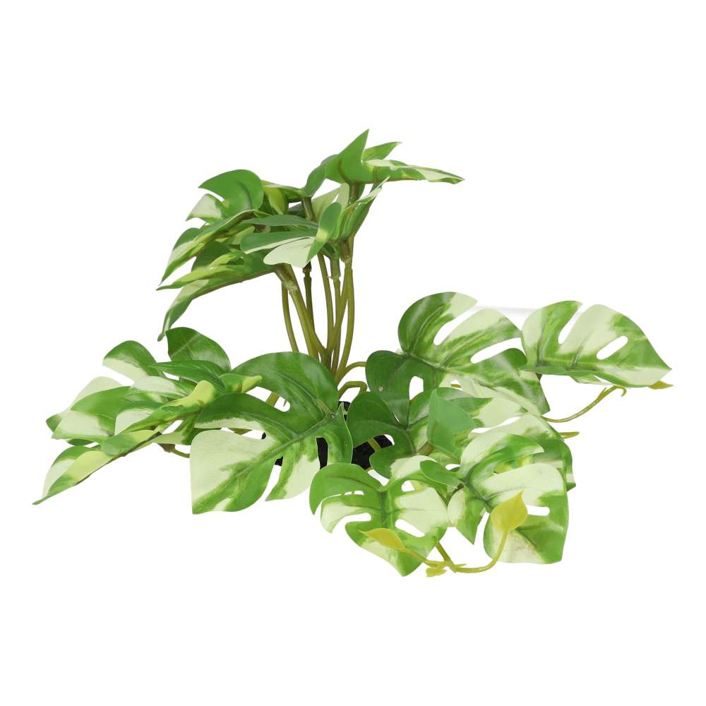 Gardenia plant