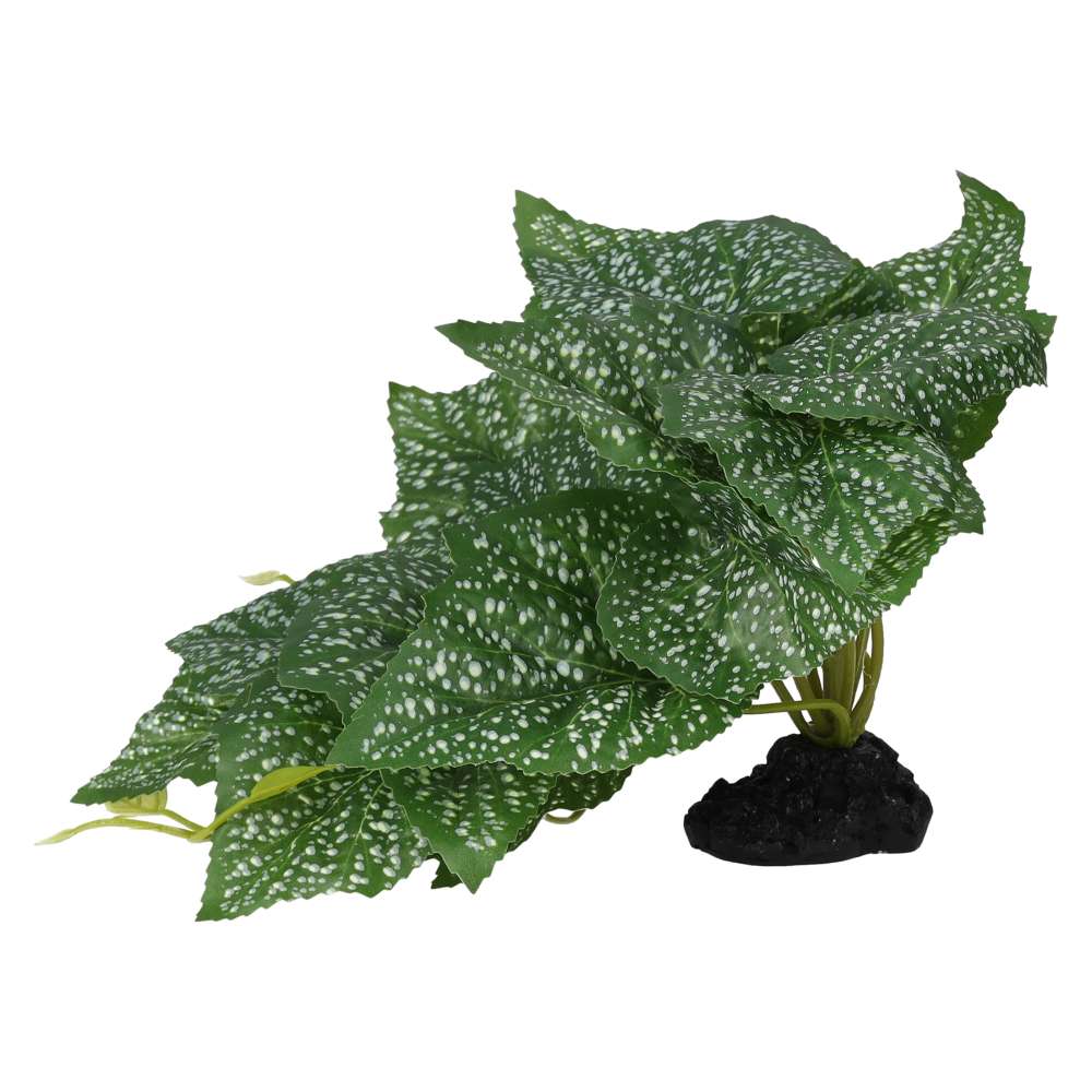 ProRep Terrestrial Begonia Polka Dot 14cm - Image 3