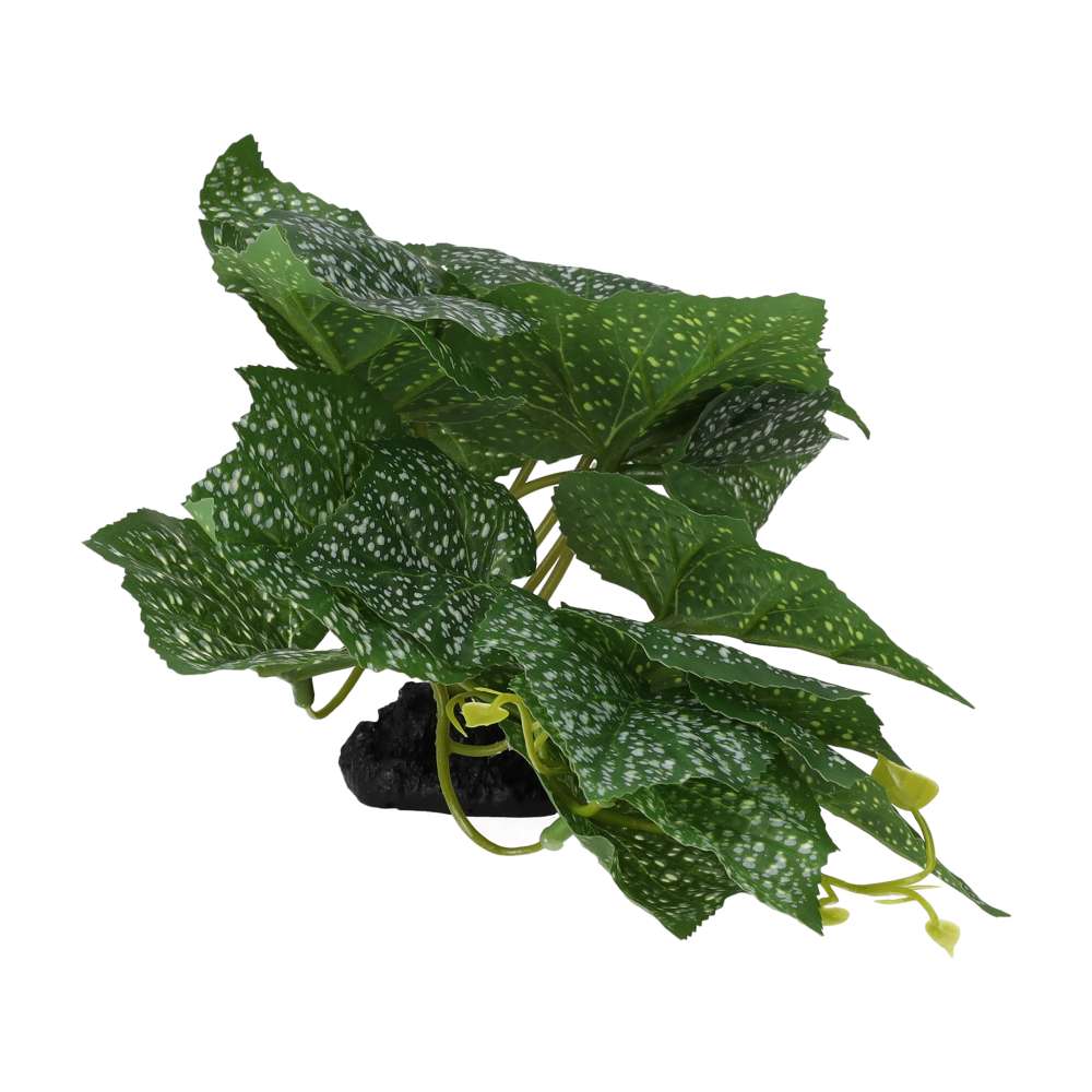 ProRep Terrestrial Begonia Polka Dot 14cm - Image 2