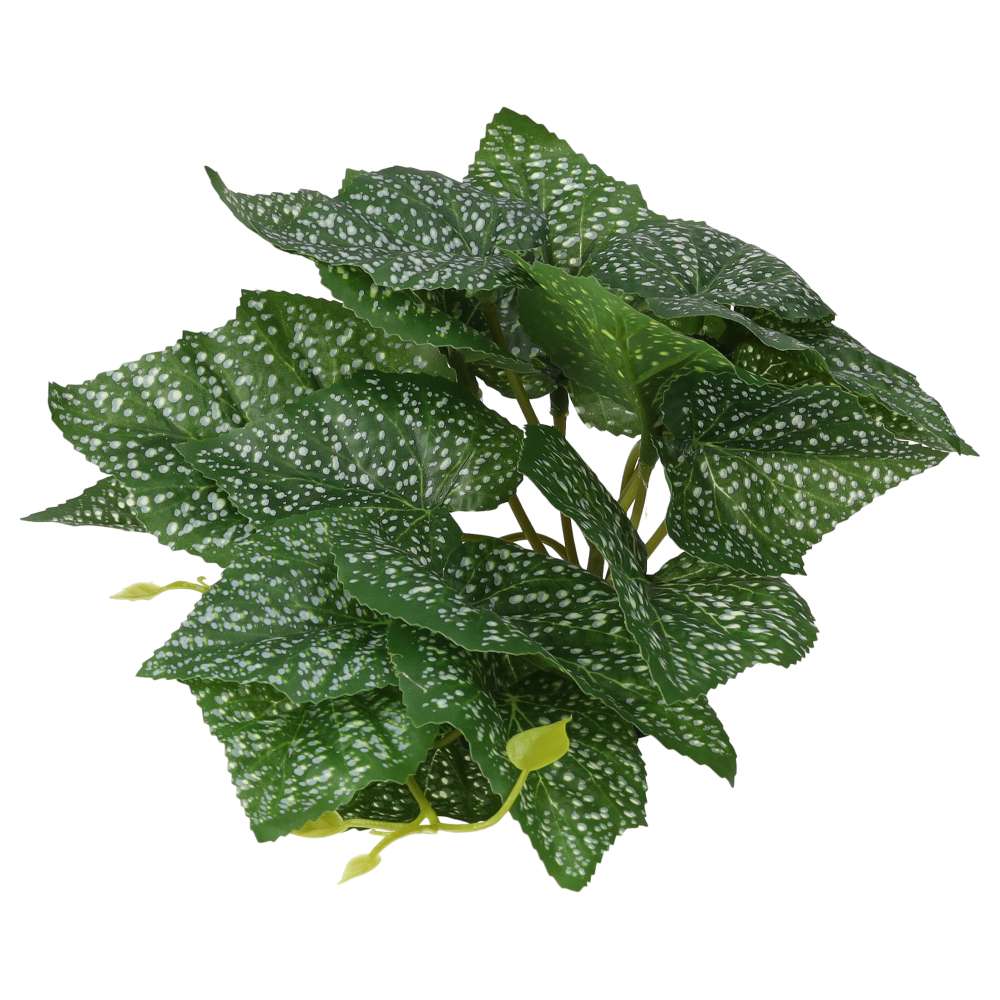 Begonia polka plant