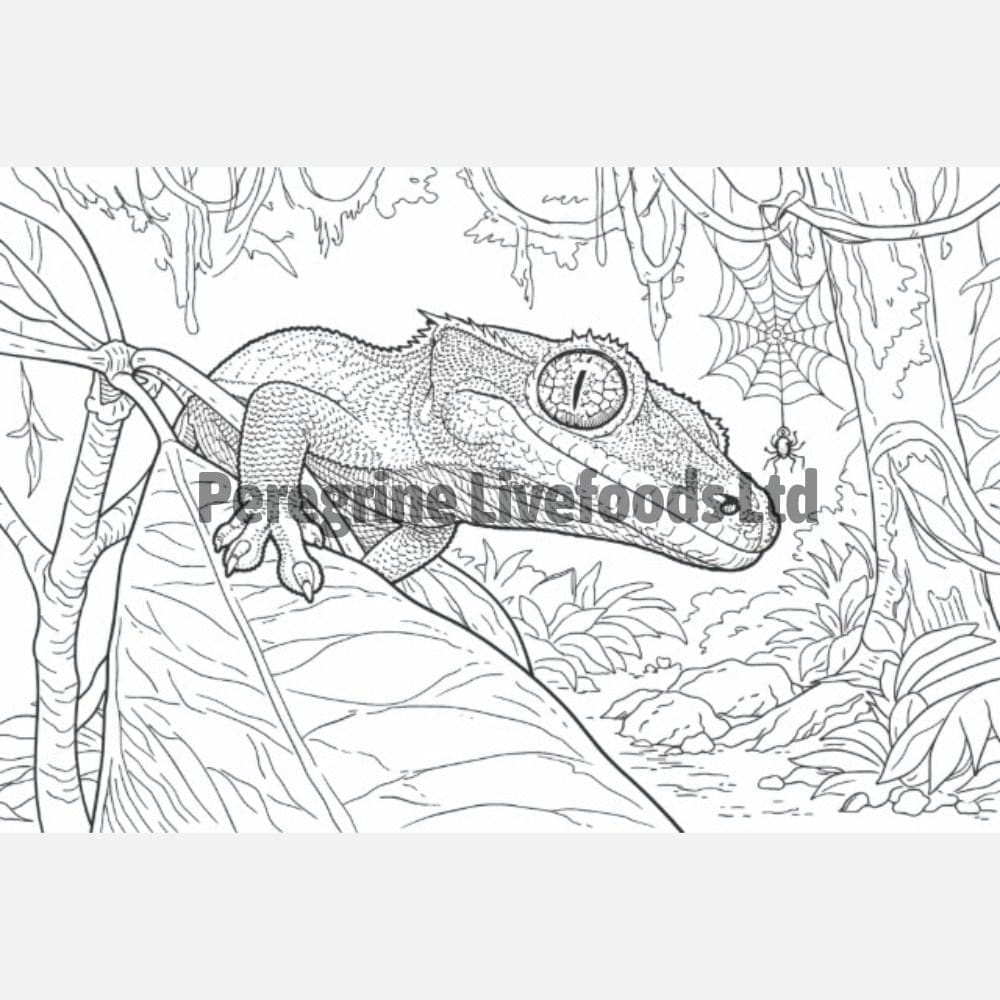 ExoticKeeper Colouring Book - Reptile - Image 4