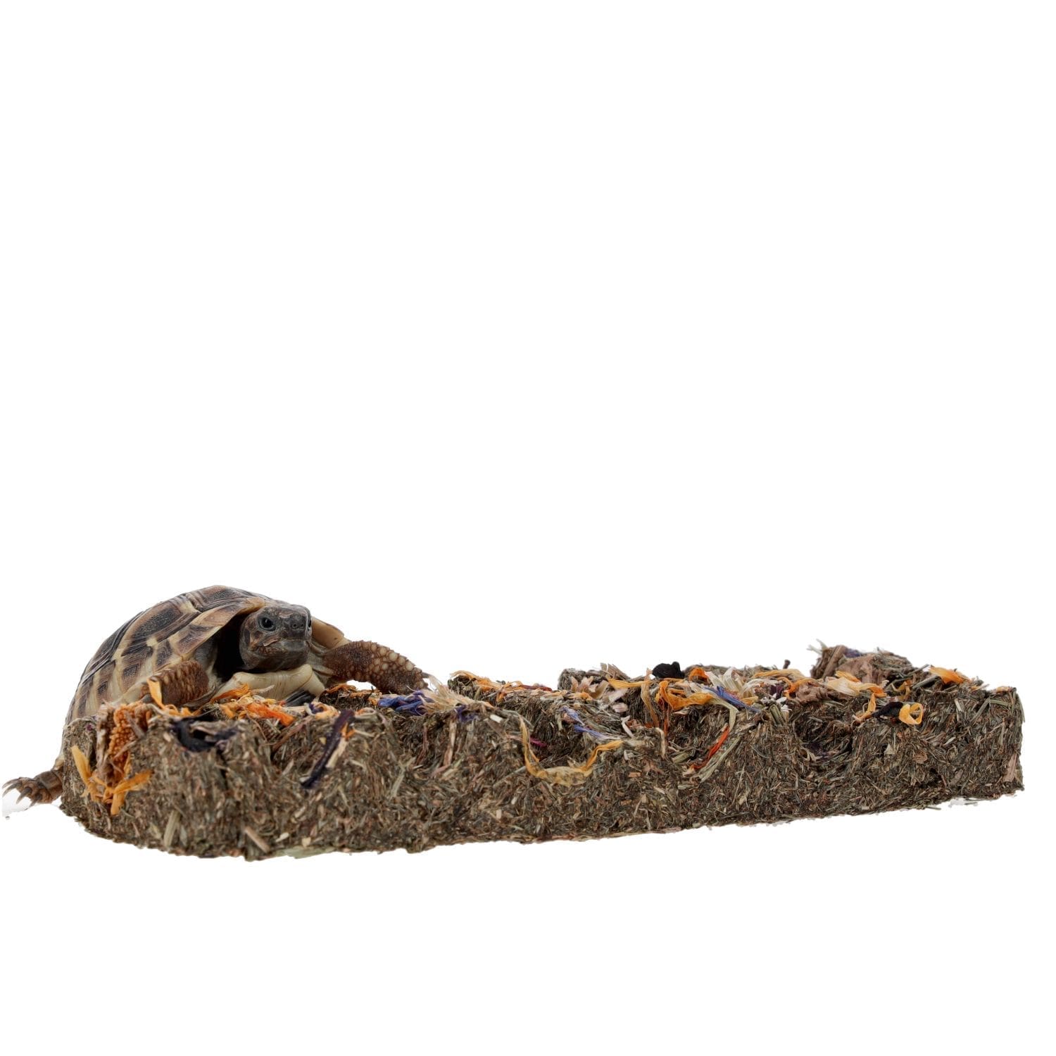 ProRep Tortoise Flower Foraging Bar 45g - Image 7
