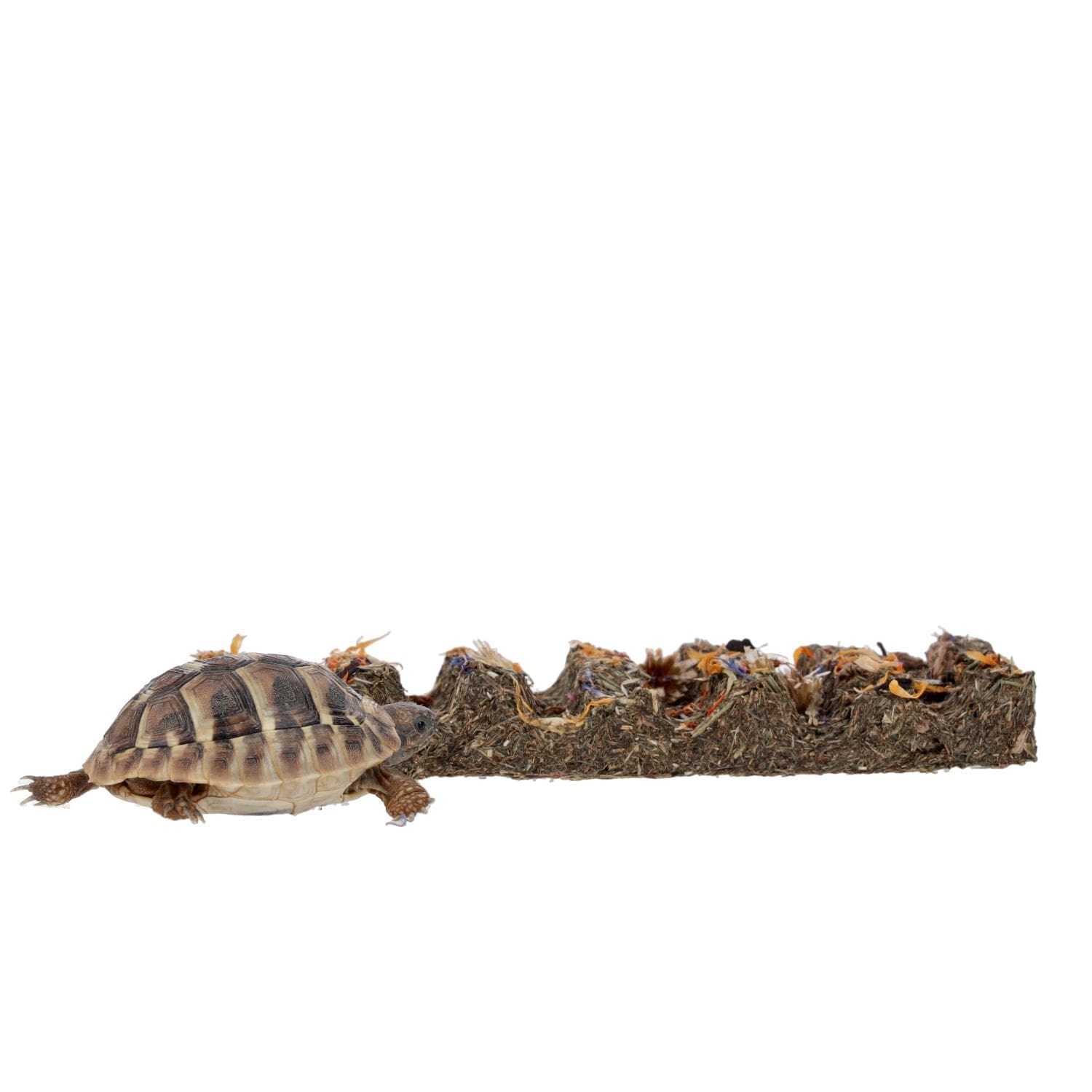 ProRep Tortoise Flower Foraging Bar 45g - Image 8