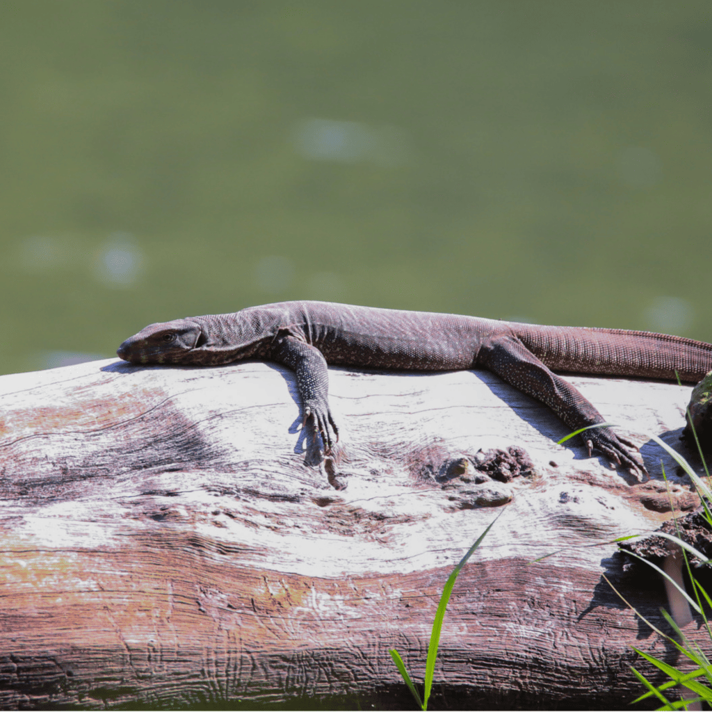 Monitor lizard basking